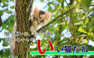 小説 僕は君を殺せない 長谷川夕著 あらすじ 感想 もかのほんだな